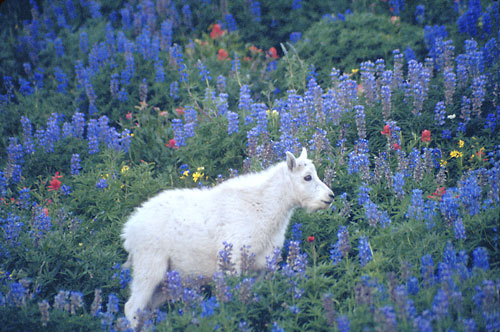 Mountain Goat photo kid, Mt. Timpanogos, Utah Wildlife photographer David Whitten