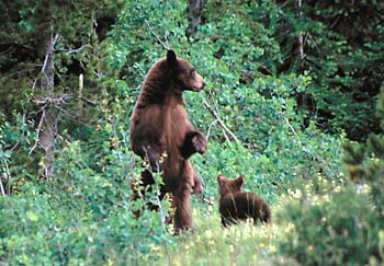 Black Bears photograph