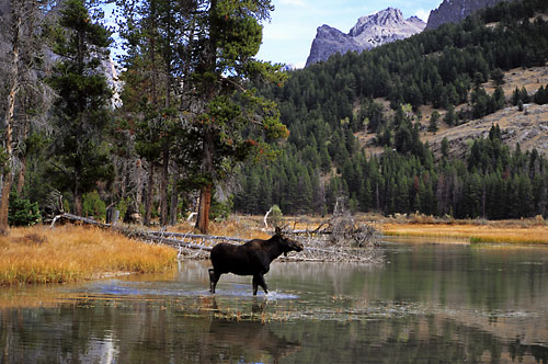Moose, Wind River Mountains, Wyoming Wildlife photographer David Whitten