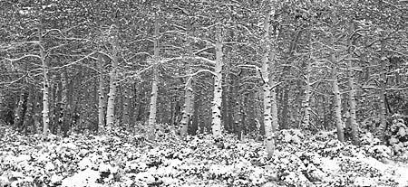 Black and White photograph Aspen Trees In Snow Wasatch Mountains Utah Panorama Panoramic Photograph