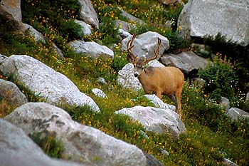 Mule Deer photo Buck Grand Teton National Park Wyoming