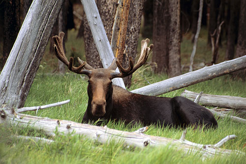 Wildlife photograph - Bull Moose, Uinta Mountains, Utah