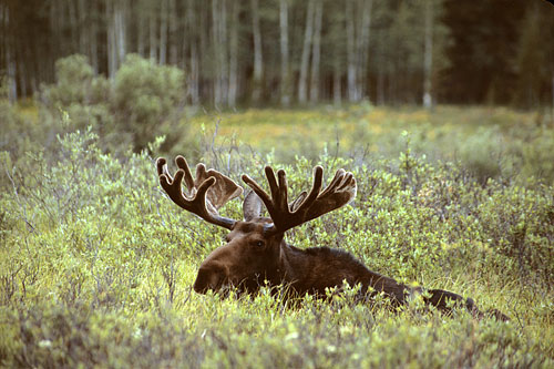 Wildlife Photography - Bull Moose, Uinta Mountains, Utah