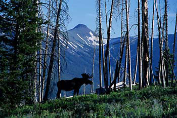 Bull Moose Absaroka Mountains, Wyoming