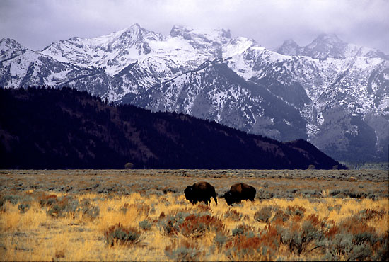 Bison Buffalo Grand Teton National Park Wyoming - Jackson Hole Wildlife photographer David Whitten