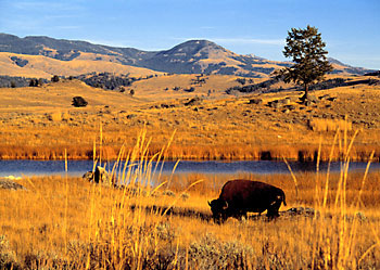 Photograph of Bison Lamar Valley Yellowstone National Park wildlife photography Wyoming
