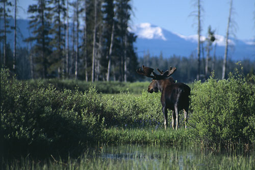 Bull Moose Uinta Mountains, Utah photographer David Whitten