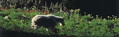 Mountain Goat among wildflowers, Mt. Timpanogos, Utah