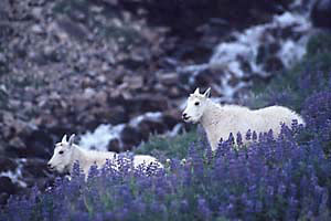 Mountain Goats, Mt. Timpanogos, Utah