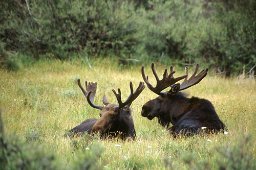 Bull Moose, Uinta Mountains, Utah