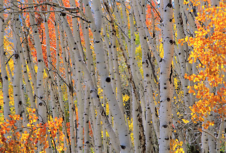 Autumn Aspen Trees Fall Foliage Wasatch Mountains Utah