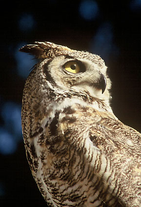 Great Horned Owl