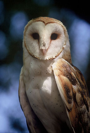 Barn Owl