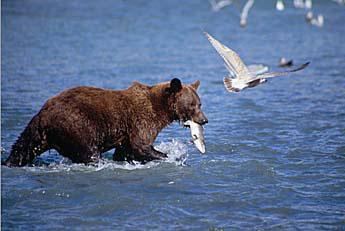 Brown Bear, Grizzly Bear Alaska Brown Bear Katmai National Park Alaska
