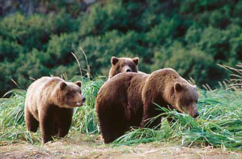 Brown Bear, Grizzly Bear Katmai National Park Alaska