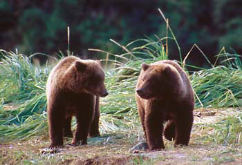 Alaska Brown Bears Grizzly Bear Cubs Katmai National Park Alaska