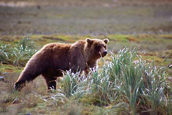 Alaskan Brown Bear Grizzly Bear Katmai Alaska