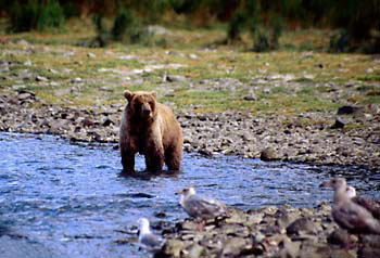 Alaska Brown Bear Grizzly bear Katmai National Park Alaska