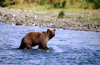 Katmai Grizzly Bear photography, Alaska Brown Bear