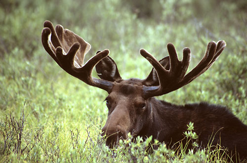Bull Moose, Uinta Mountains, Utah Wildlife photographer David Whitten