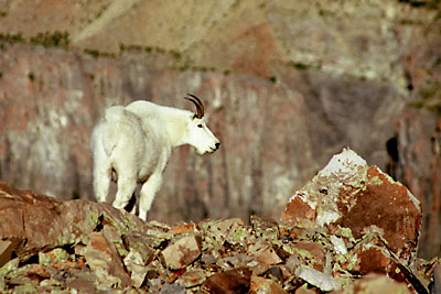 Mountain Goat, Mt. Timpanogos, Wasatch Mountains, Utah