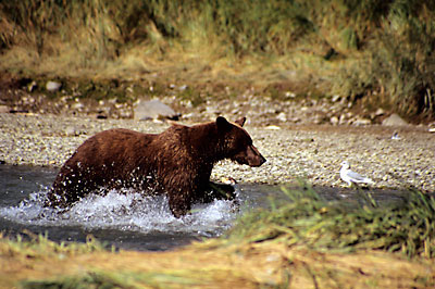 Alaskan Brown Bear Grizzly Bear Katmai National Park, Alaska