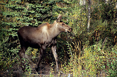 Alaska Moose