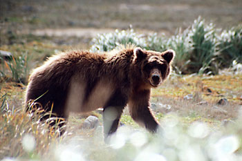 Alaskan Brown Bear Grizzly Bear Katmai National Park, Alaska