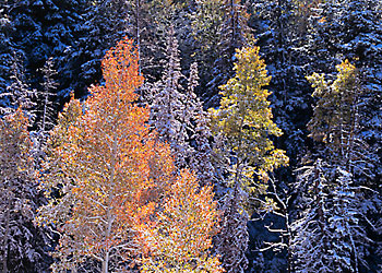 Fall Foliage Aspen Trees Photograph Wasatch Mountains Utah