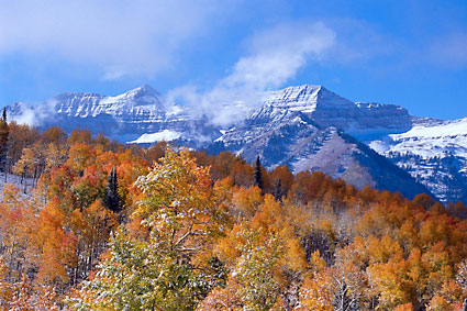 Mt. Timpanogos Utah Autumn Aspens in Snow Photograph Wasatch Mountains