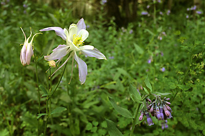 Columbine and Bluebells,  Wasatch Mountains, Utah