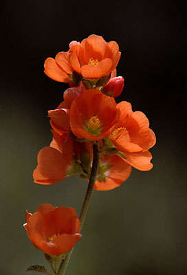 Globemallow