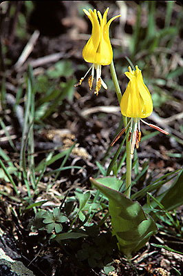 Glacier Lily (Erythronium grandiflorum)