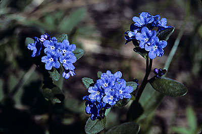 Forget Me Not
