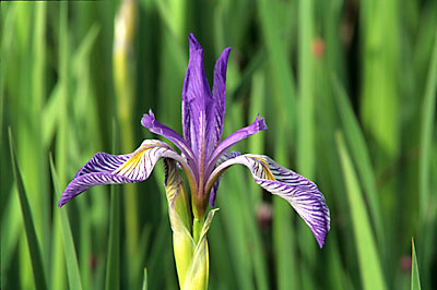 Iris