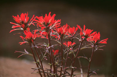 Indian Paintbrush