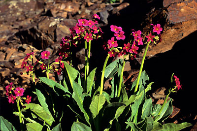 Parry's Primrose
