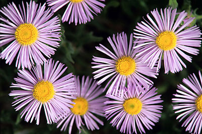Subalpine Daisy