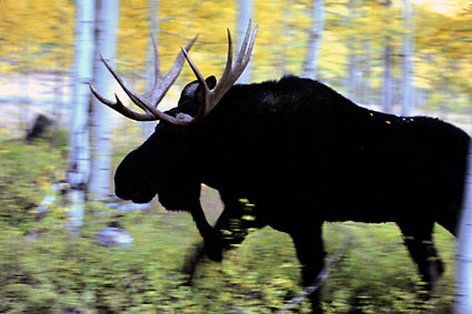Bull Moose Aspen Forest Wasatch Mountains Utah