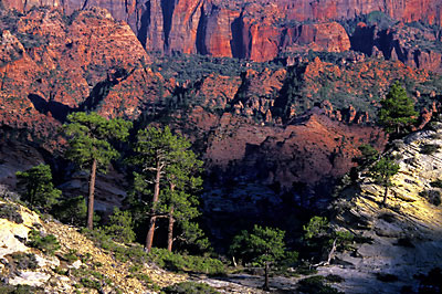 Zion National Park, Utah photo, Photograph