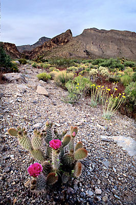 Prickly Pear Cactus, Beaver Dam Mountains photograph, Utah