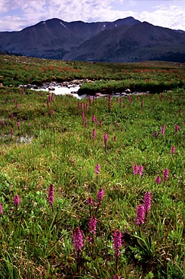 Elephant's Head, Uinta Mountains photos, Utah High Uintas Wilderness photographer David Whitten