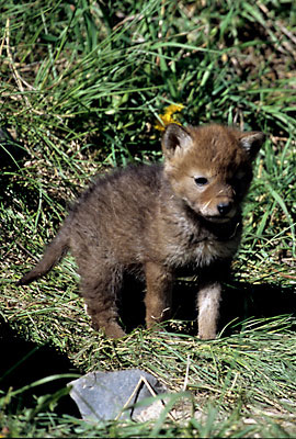 Wolf Pup Grand Teton National Park, Wyoming