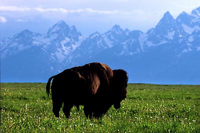 Photograph of Bison, Grand Teton National Park, Wyoming Jackson Hole wildlife photography