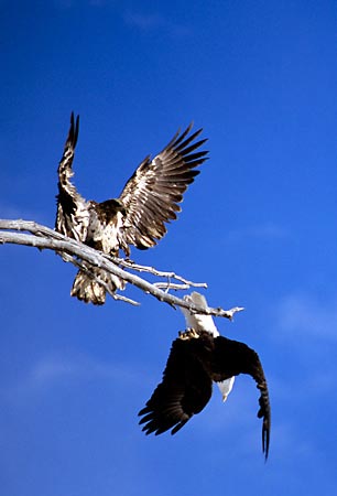 Bald Eagles near Park City Utah