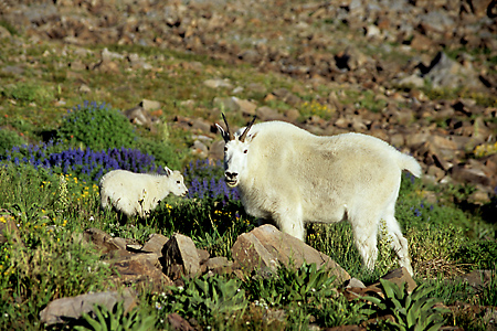Mountain Goats Mt. Timpanogos, Utah