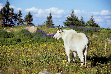 Mountain Goat Mt. Timpanogos, Utah