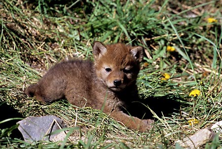 Wolf Pup Grand Teton National Park Wyoming