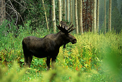 Bull Moose, Wasatch Mountains, Utah