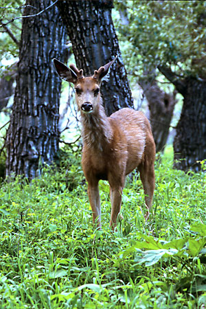 Deer Glacier National Park photo Montana